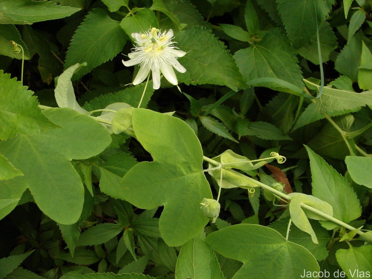 Passiflora subpeltata Ortega